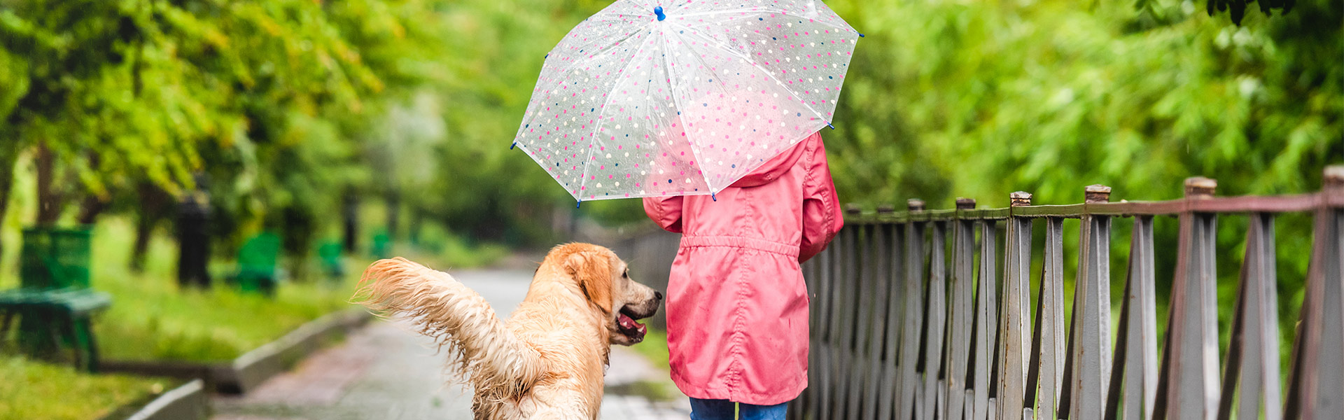 A dog and a kid with transparent umbrella walking side by side