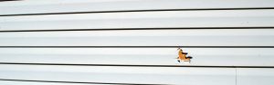 Vinyl Siding